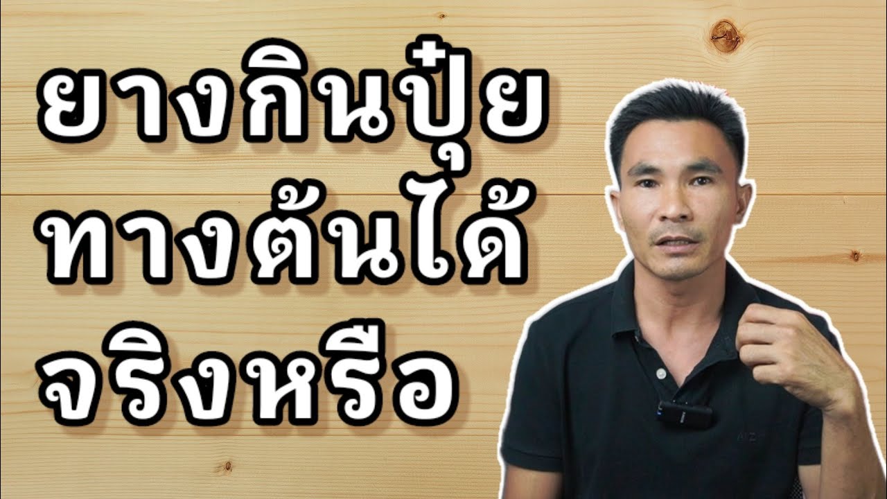 ยางกินปุ๋ยทางต้นได้จริงไหม?