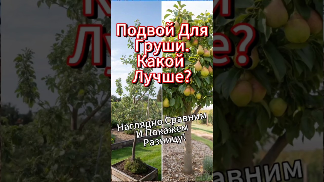 Какой Подвой Для Груши Лучше? Айва Или Дикая Груша? Разбираем Преимущества!