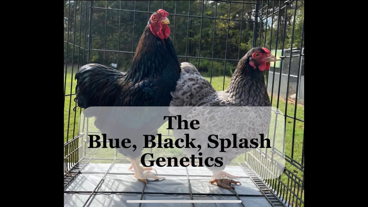 Blue, Black, & Splash genetics. Closer look at my Wyandotte bantams. 