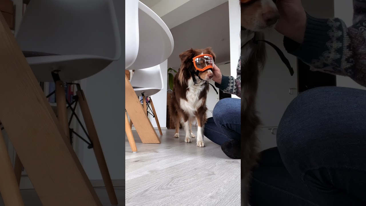Wir testen eine Hundebrille 