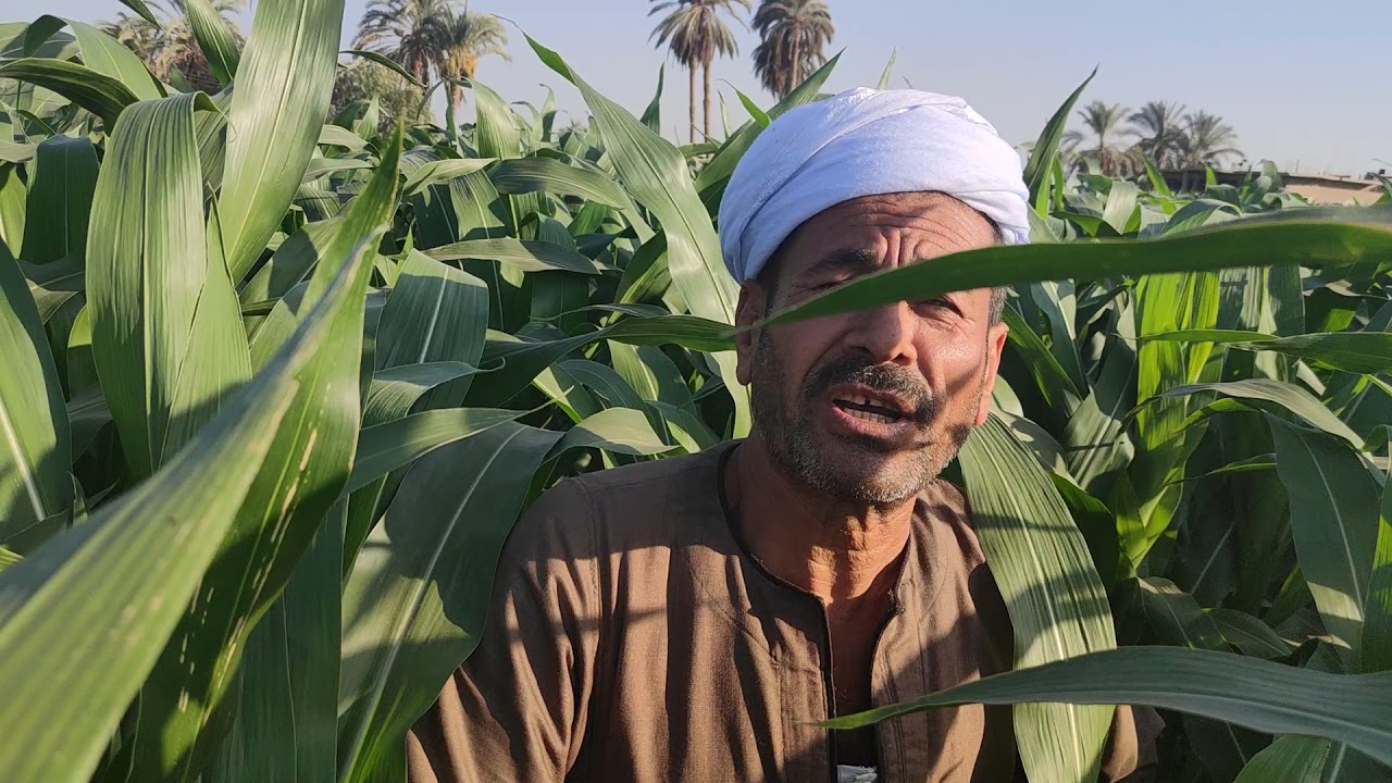 نوفا بلس ومقارنه جديده من أرض الواقع توضح الفرق بين استخدام الاسمده الحيوية والاسمده الكيماويه