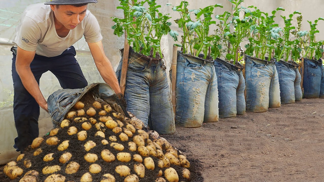 Why does the method of growing Potatoes in Jeans produce so many tubers? Grow at Home