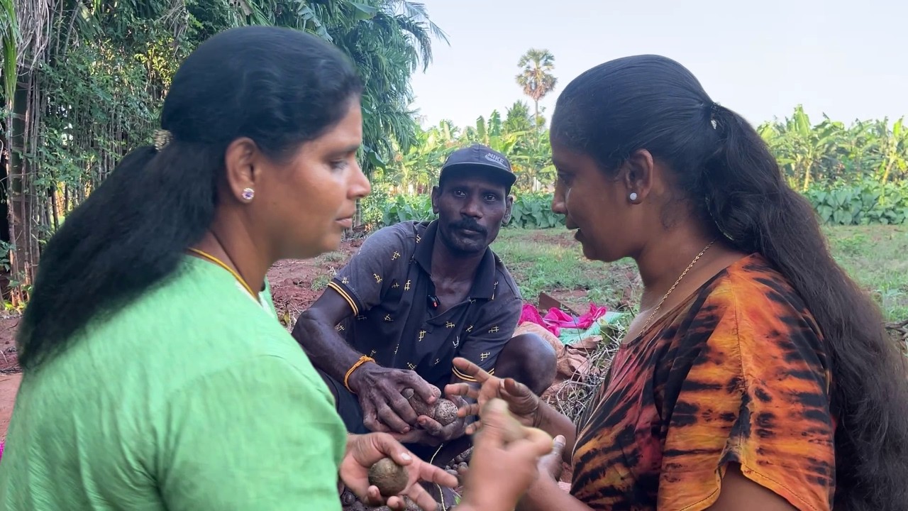Jaffna Garden | யாழ்ப்பாண விவசாயம் | SRI LANKA | VILLAGE COOKING TV OFFICIAL