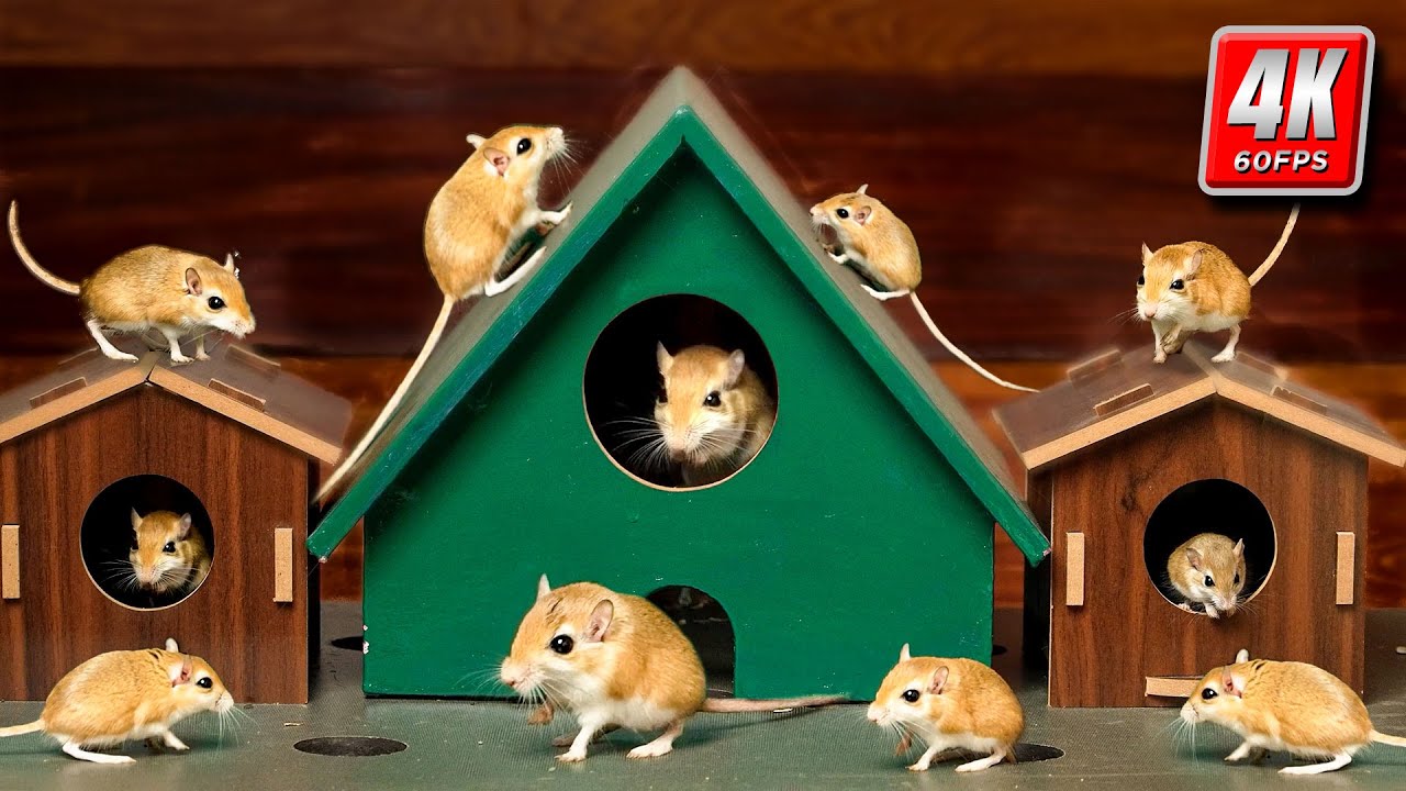 Cat TV: Mouse Village Mayhem | Endless Hide & Seek in 4K 60FPS