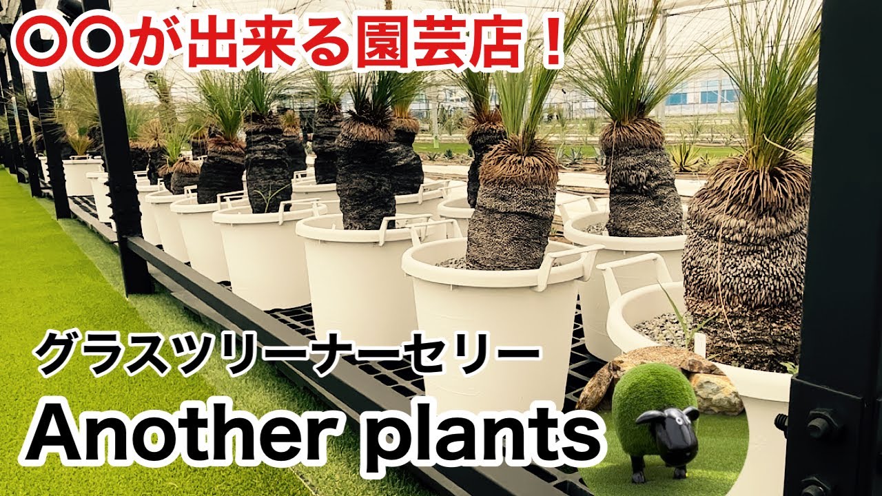 【〇〇を組み合わせた】園芸スタイル！Another plantsさんに行ってきました！【アガベ/ユッカ/グラスツリー】