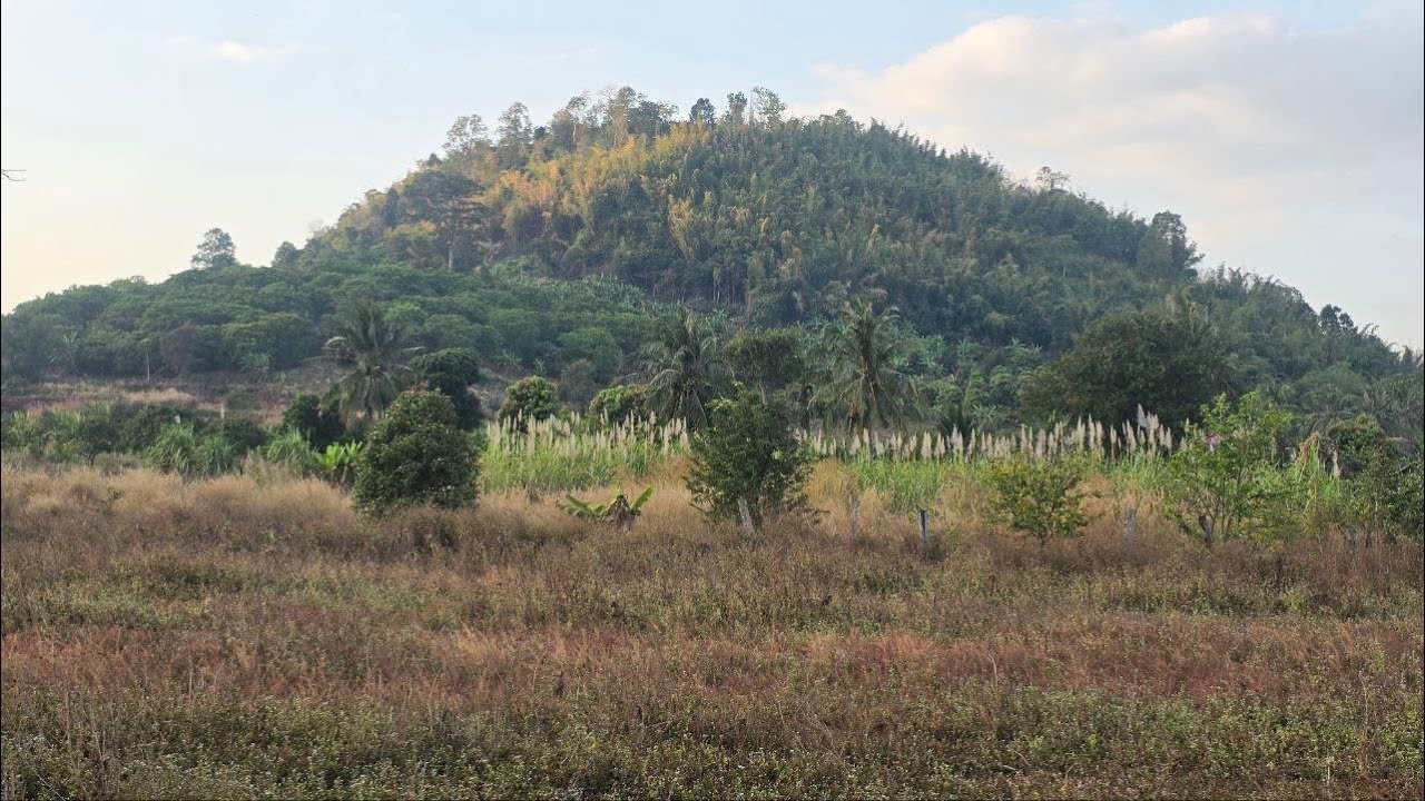 Beautiful Forest and Relax With Sound Nature | Relax Everynight #ep3