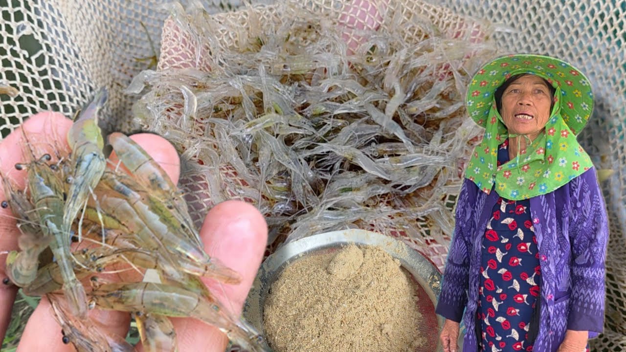 เลี้ยงกุ้งฝอยแบบต้นทุนต่ำใช้รำล้วนๆ ดักจากธรรมชาติมาเลี้ยงได้เลย