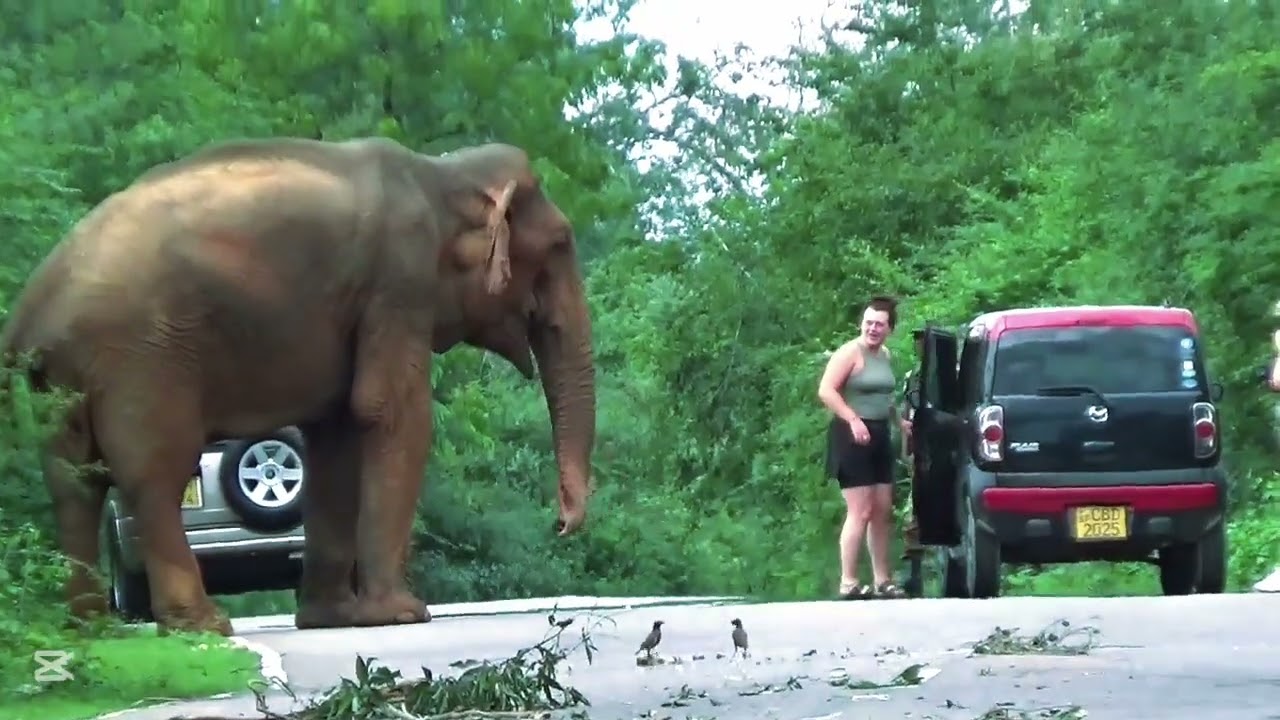 A Rare Moment with a Wild Elephant in Sri Lanka | Gentle Giant Meets Tourists 🐘