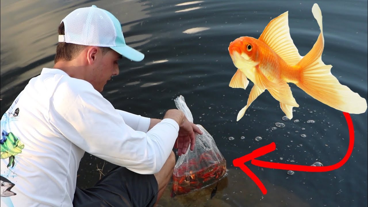 RELEASE 1000 GOLD FISH INTO MY POND