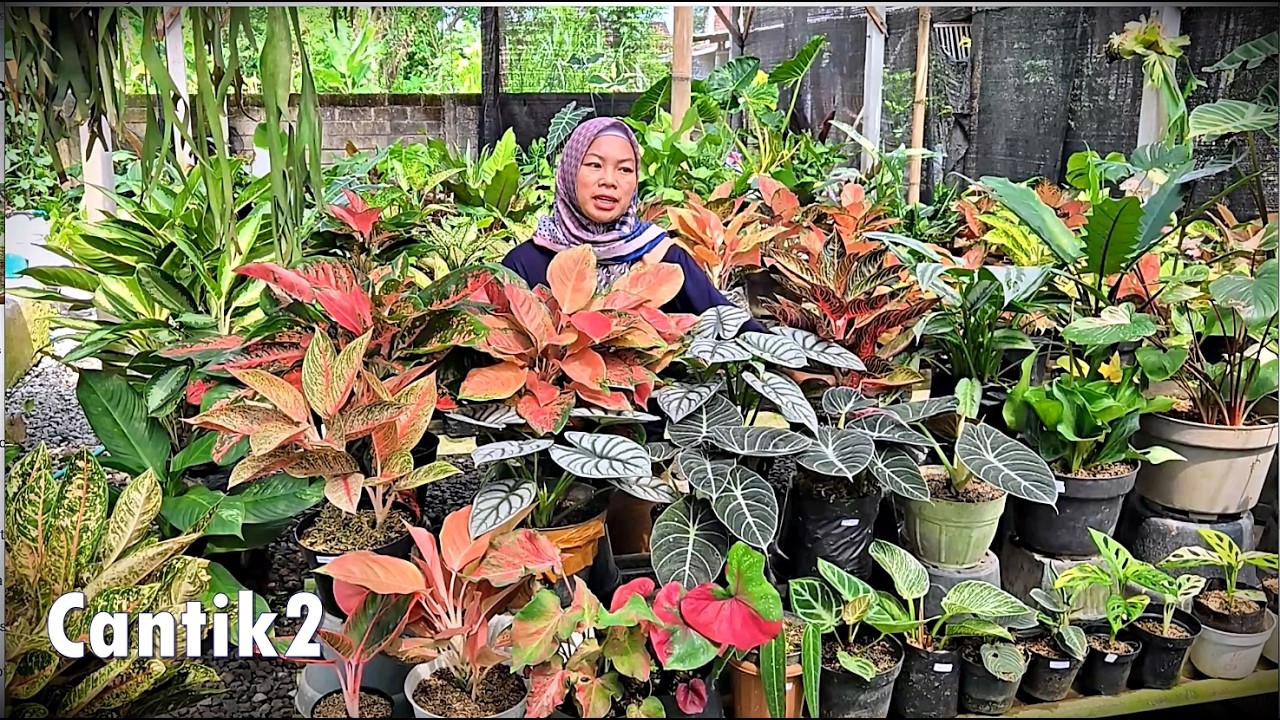 Info Harga Tanhis Cantik2 Warna Warni Menor2
