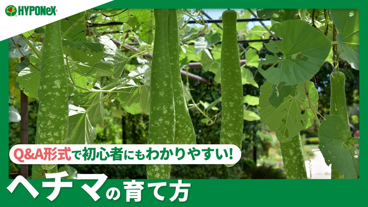 ☘92：ヘチマの育て方｜グリーンカーテンの作り方は？種まきや植えつけ、肥料の与え方などもご紹介【PlantiaQ&A】植物の情報、育て方をQ&A形式でご紹介