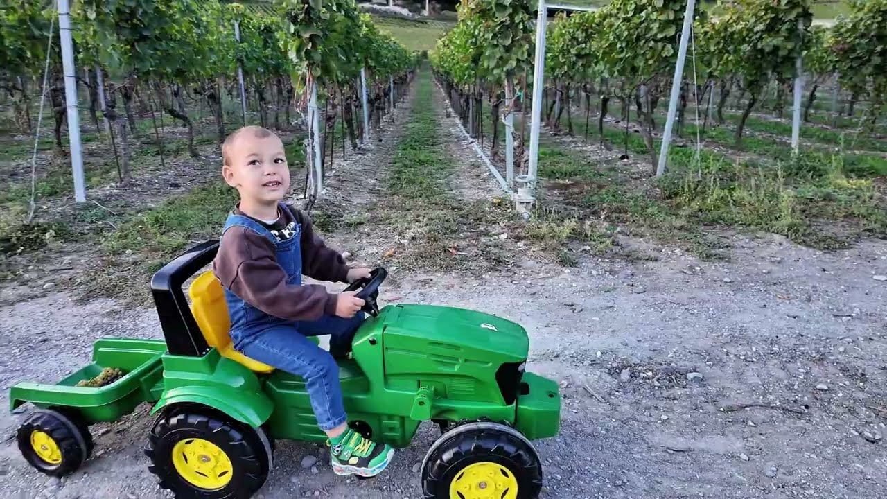 🍇🚜 Grape harvest in the Alps hits different