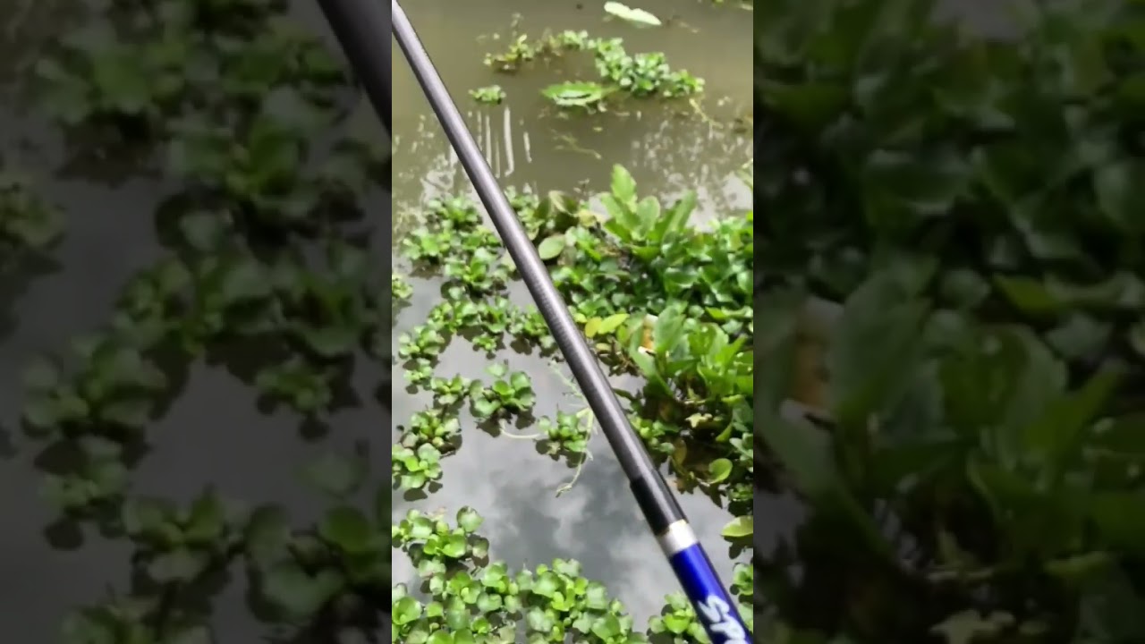 siapa nih yang suka mancing tegek? yuk coba tegek spectal berbahan carbon yang kuat ini