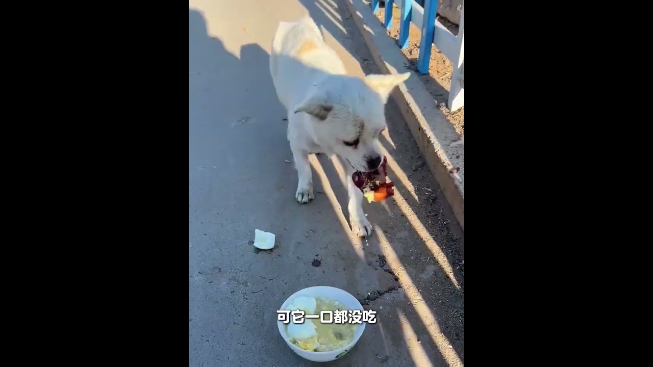 A young man helped a stray puppy out of trouble but he never expected that it had already