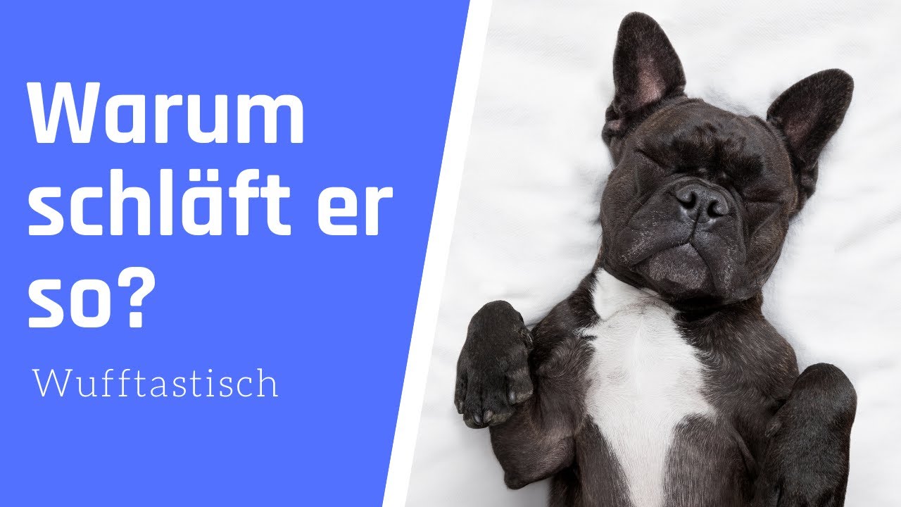 Das verr&auml;t die Schlafposition &uuml;ber deinen Hund 🔥