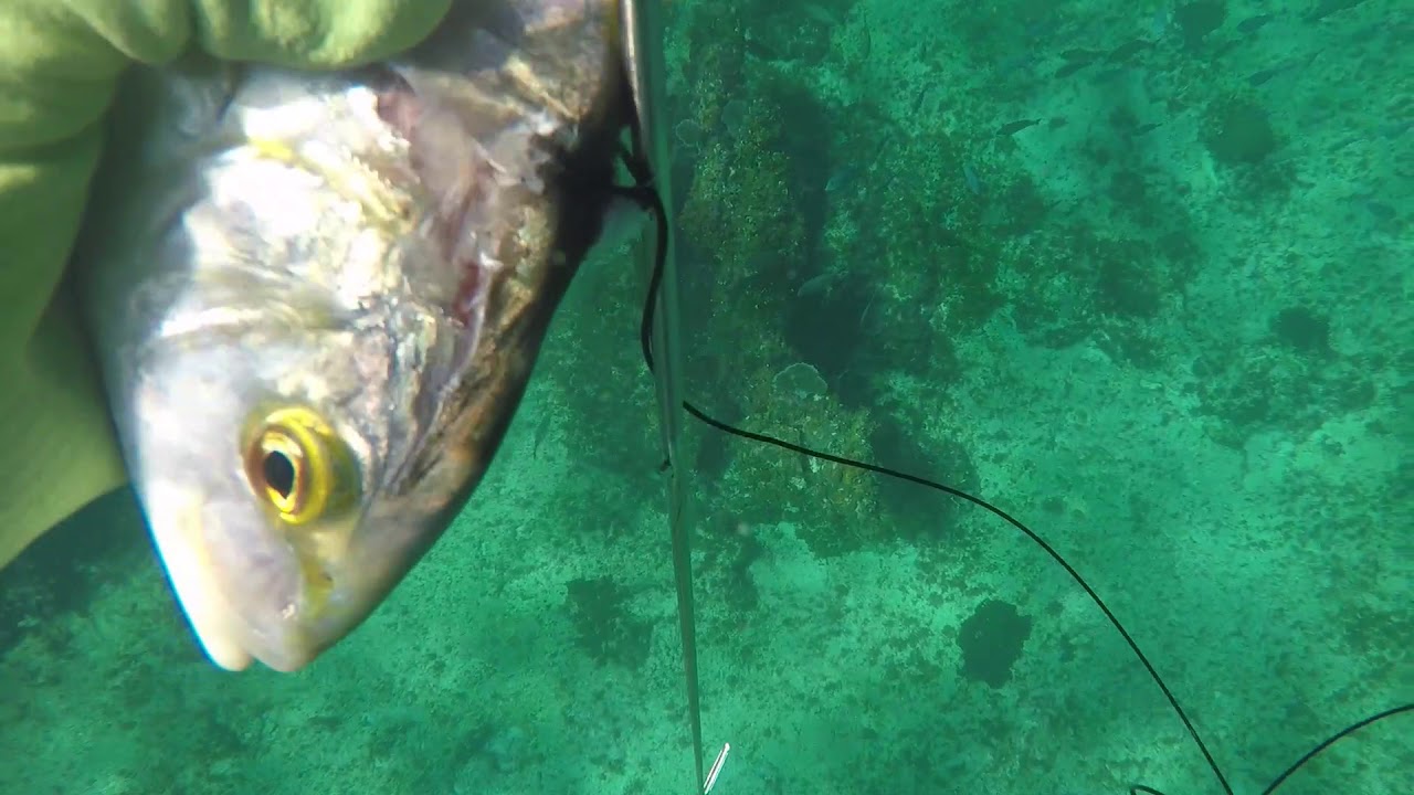Spearfishing Cozumel MX
