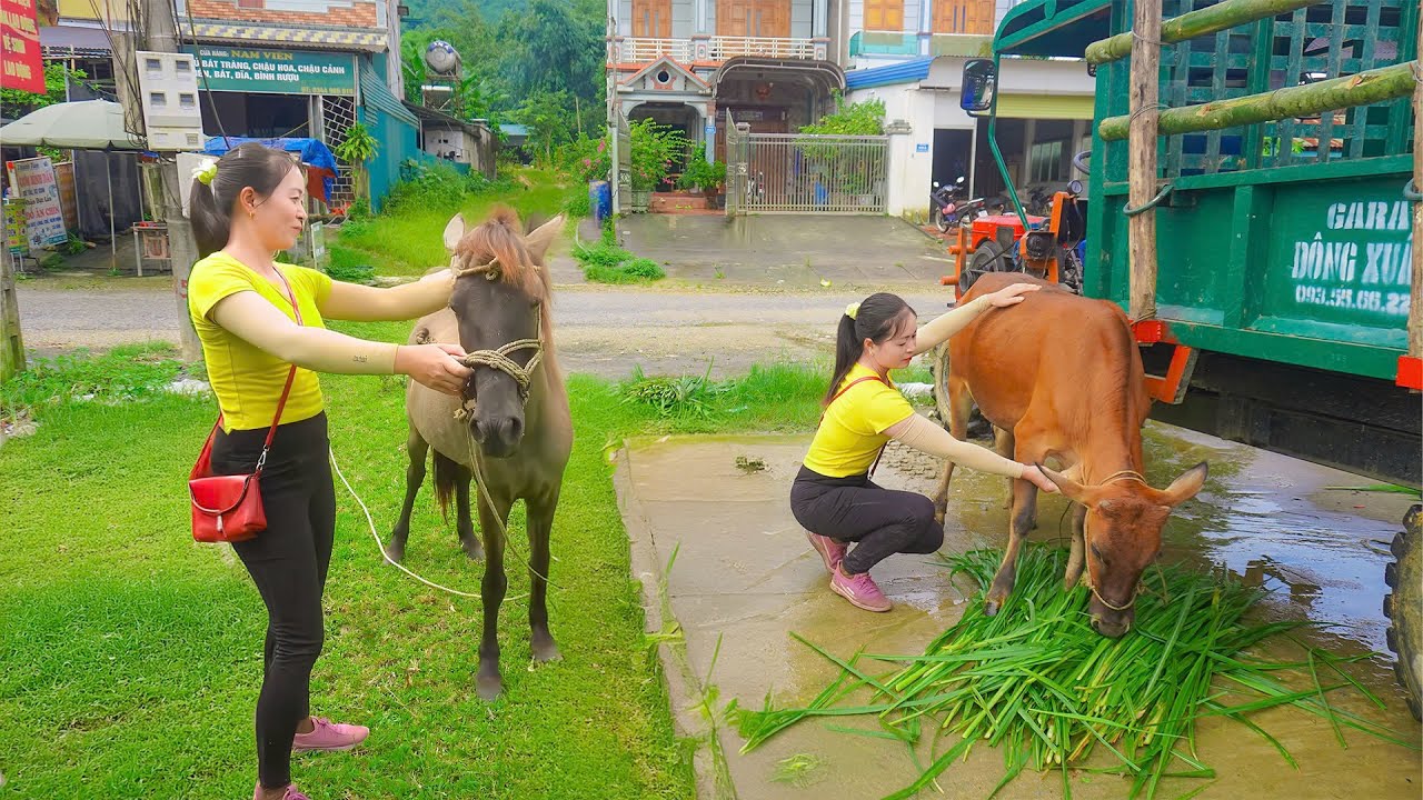 Use Truck Transport Cows Go To Countryside Market Sell - Truck Driver Girl - Farm Life - New Life