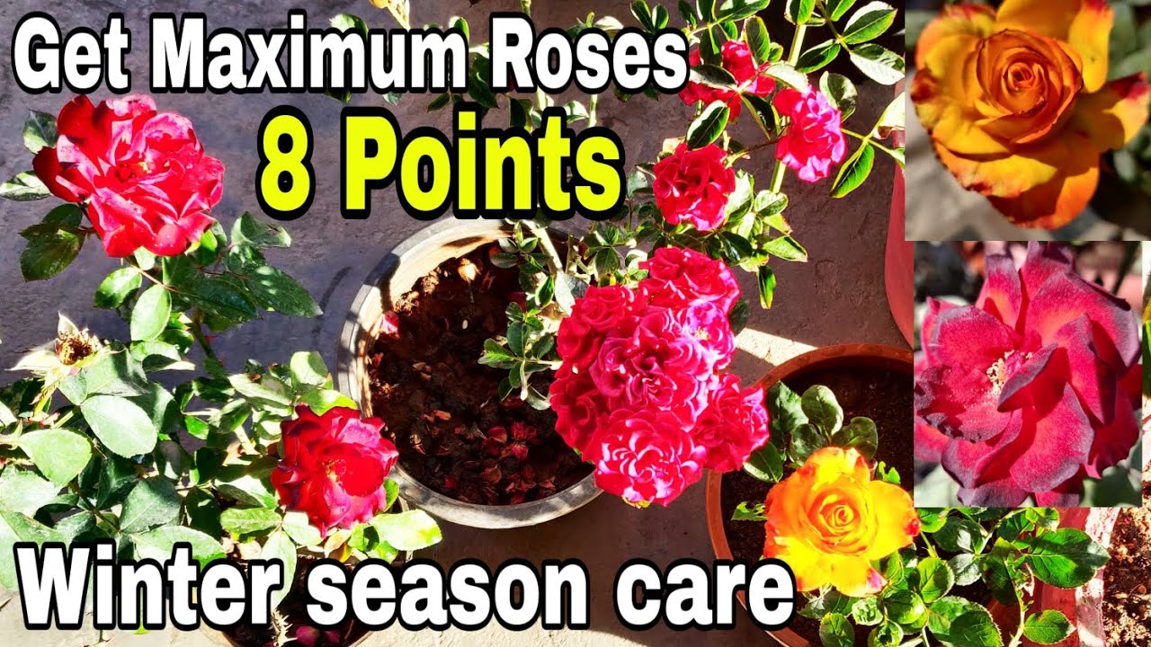 Top 8 points How to care rose plant in winter season, How to get maximum roses