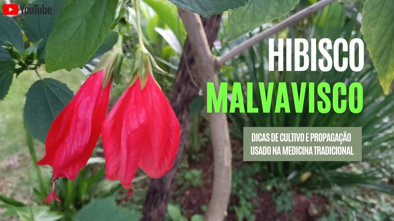 HIBISCO MALVAVISCO passo a passo pra ter um bom Cultivo