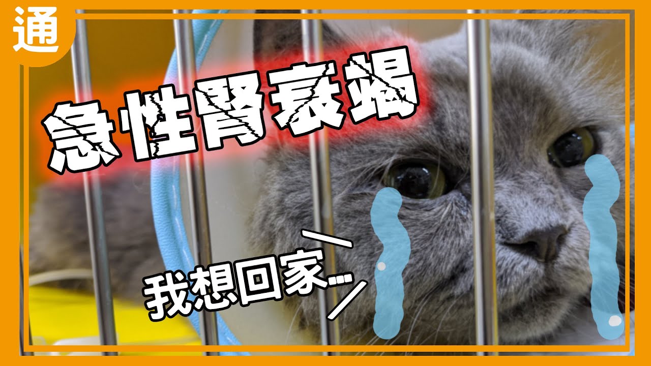 得到急性腎衰竭怎麼辦！？【Buchi通識課#13】