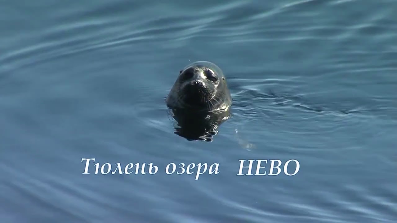 НЕРПА ЛАДОЖСКОГО ОЗЕРА. THE SEAL OF LADOGA LAKE