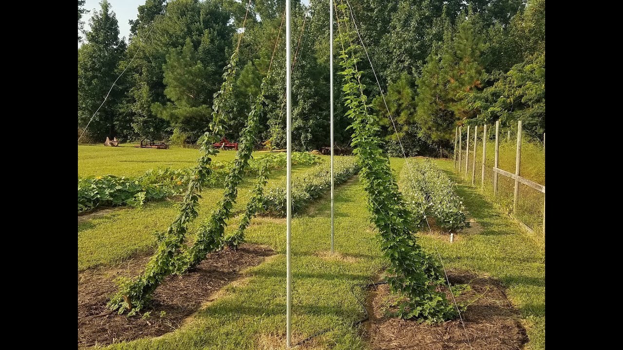 Like Craft Beer ?  Let's Grow Some Hops !