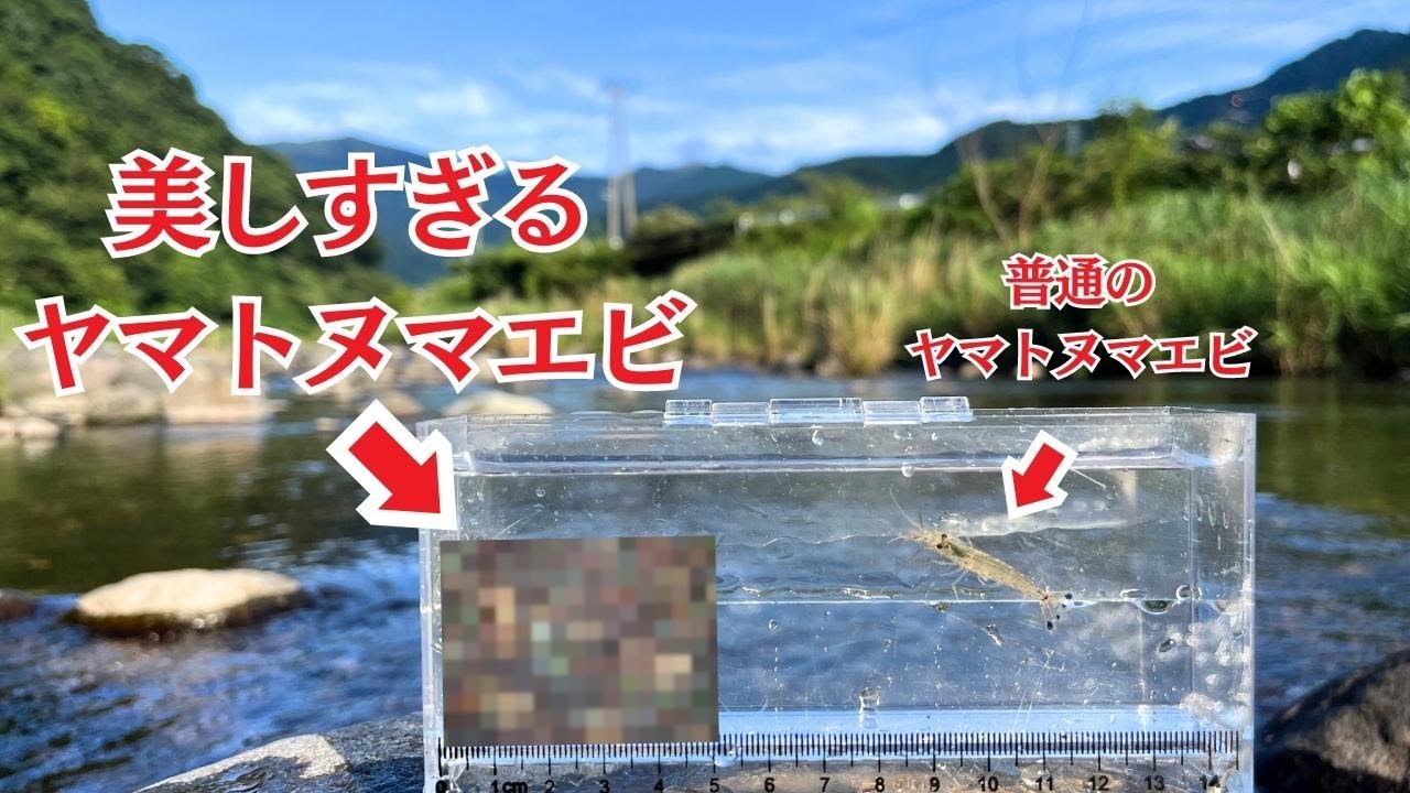 野性のヤマトヌマエビは全てが想像以上でした