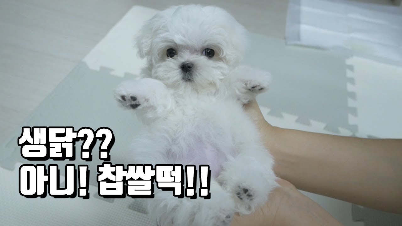 [ENG SUB] 새끼 강아지 첫 목욕하는 날! (강아지 목욕/강아지 첫 목욕/강아지 빗질)