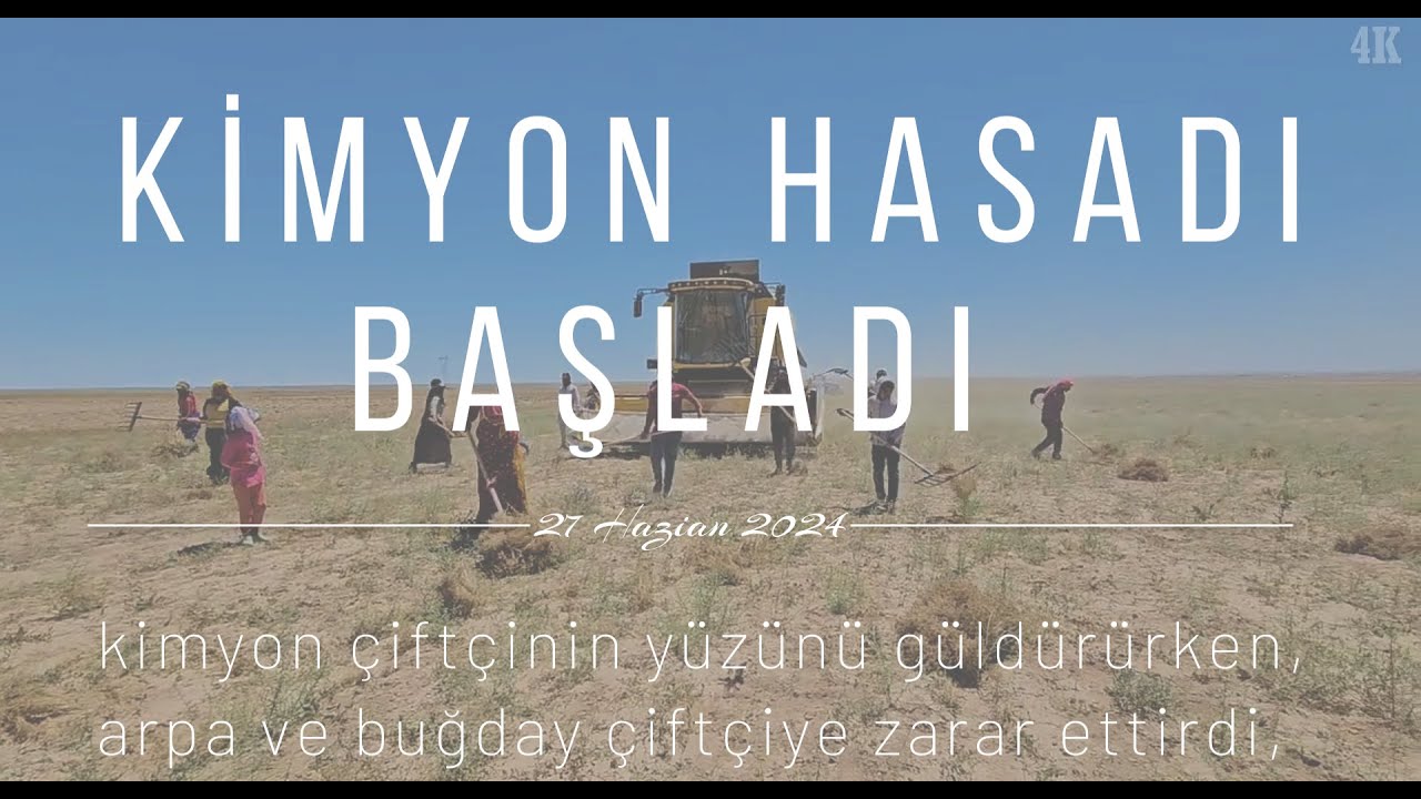 KİMYON ÇİFTÇİNİN YÜZÜNÜ GÜLDÜRÜRKEN ARPA ve BUĞDAY ÇİFTÇİYE ZARAR ETTİRDİ