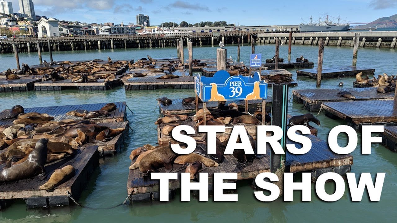 Sea Lions at San Francisco's Pier 39