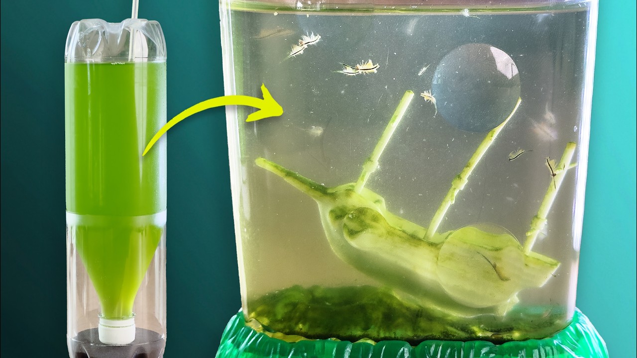 How To Grow Saltwater Microalgae For Sea-Monkeys & Aqua Dragons | Updated Method