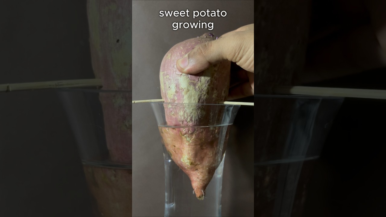 Time lapse - sweet potato growing for 10 days , more content on @seed_lapse