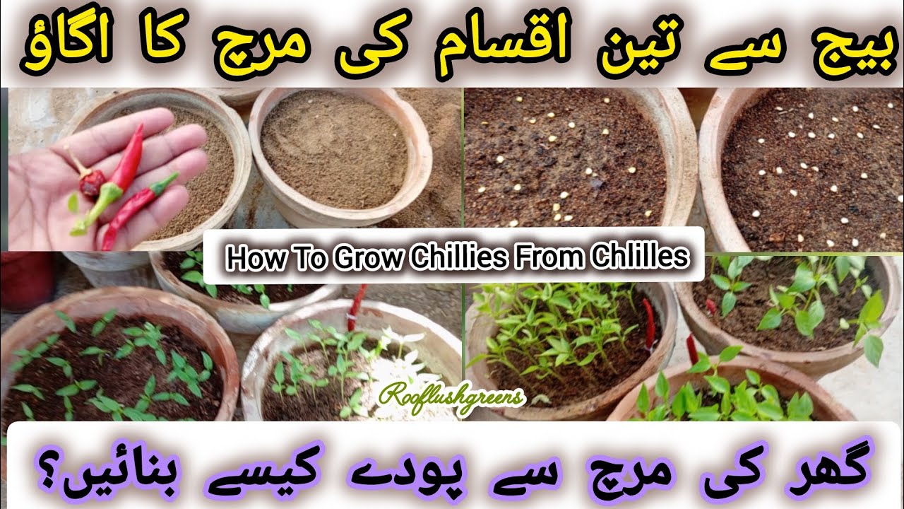 Growing Chilli plant from seeds | تیس دن میں مرچ کے پودے تیار #chilliplants #seeds #grow #rooftop