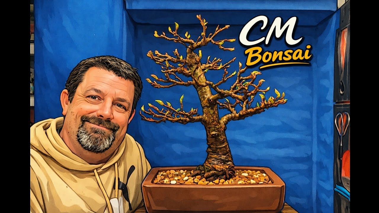 Сильная обрезка корней и пересадка бонсая Liquid Amber | В тот же горшок.