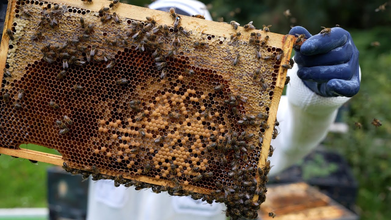 Did The Checkerboard Colony Swarm??
