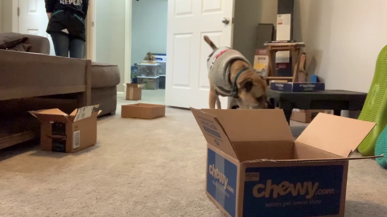 Nose Work Games for Dogs