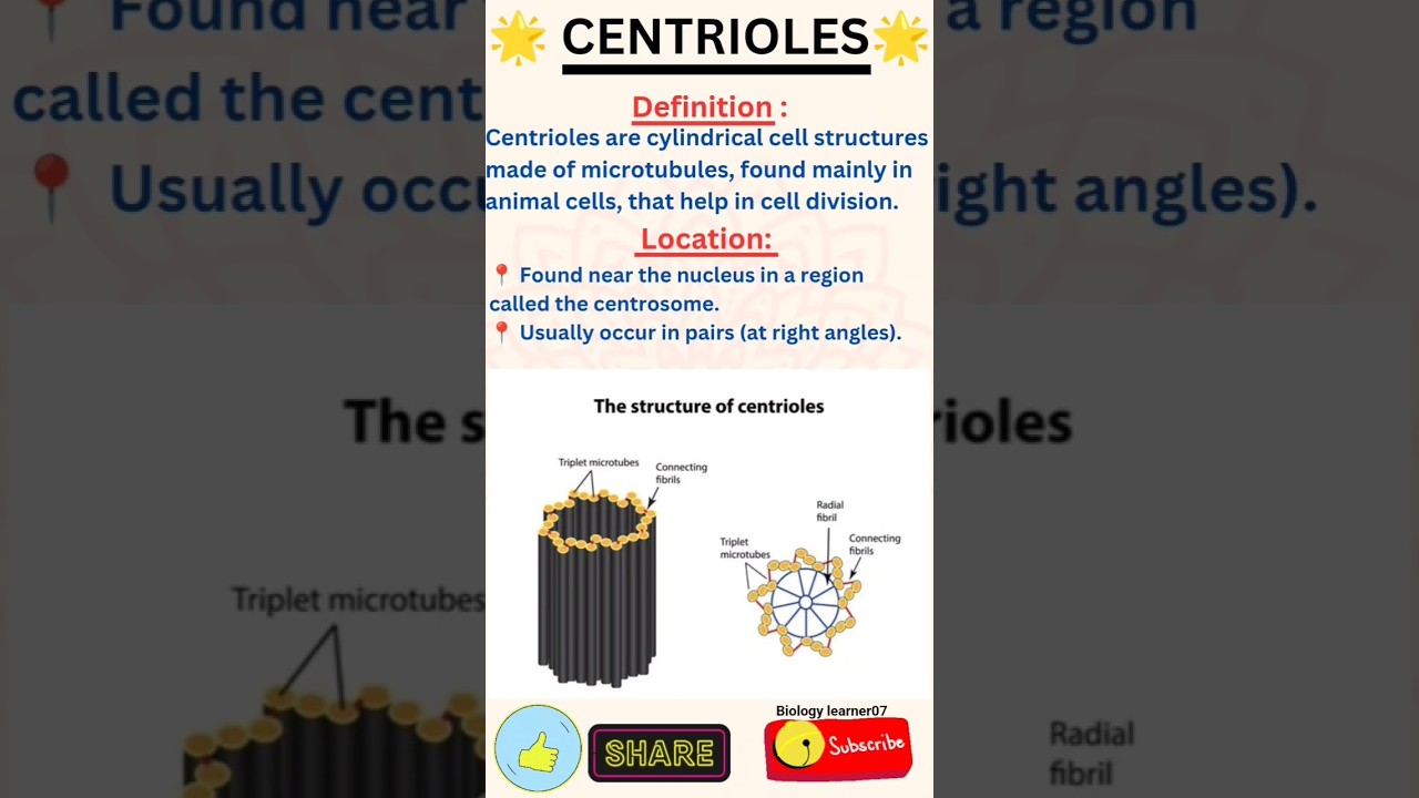 🧿Centrioles 🧿#shorts #youtubeshorts #ytshorts #studybiology #biology #cell #study #learning