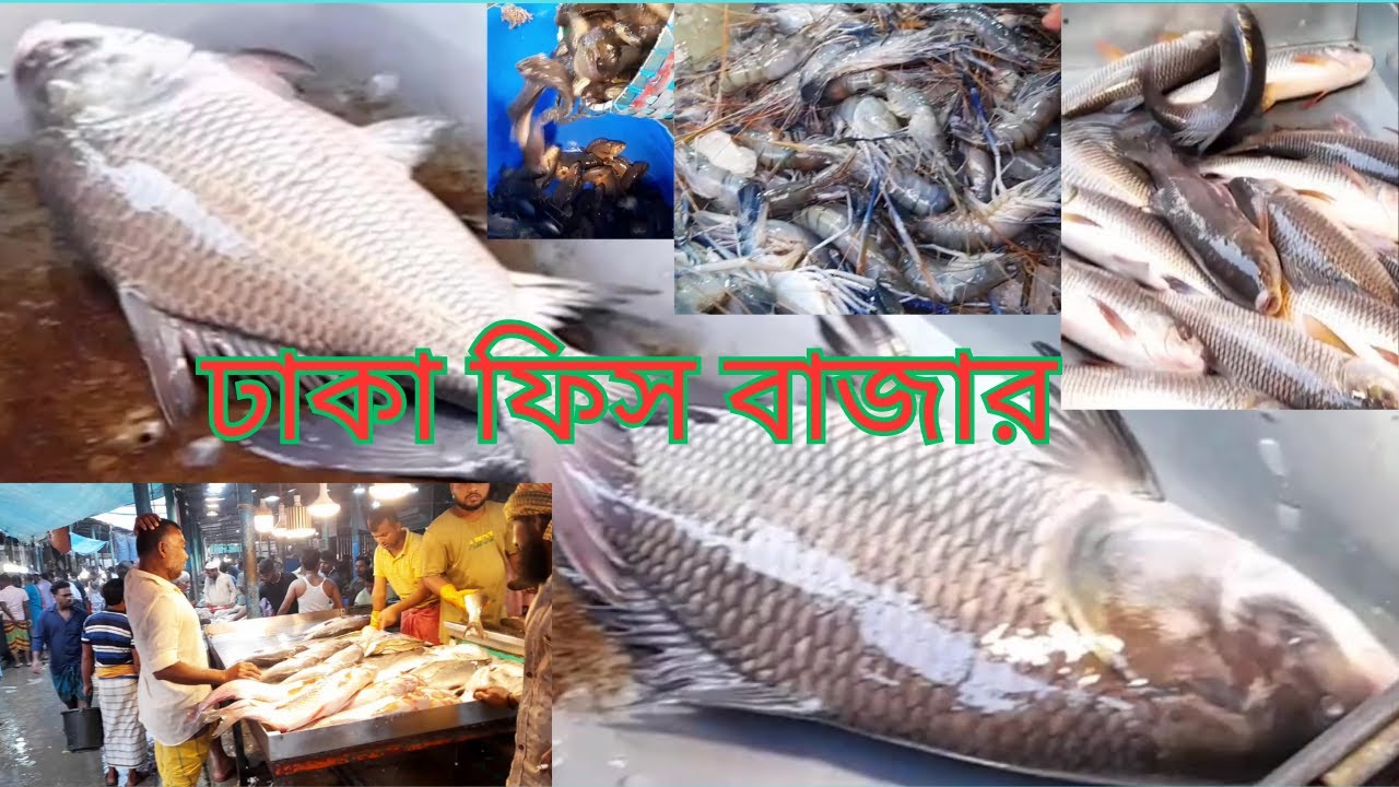 Morning Fish Vendors Lifestyle in Bangladesh @ Gavtoly Fish Bazar