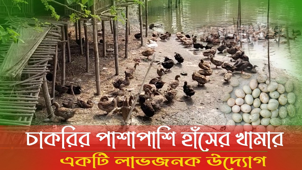 “চাকরির পাশাপাশি হাঁসের খামার একটি লাভজনক উদ্যোগ”