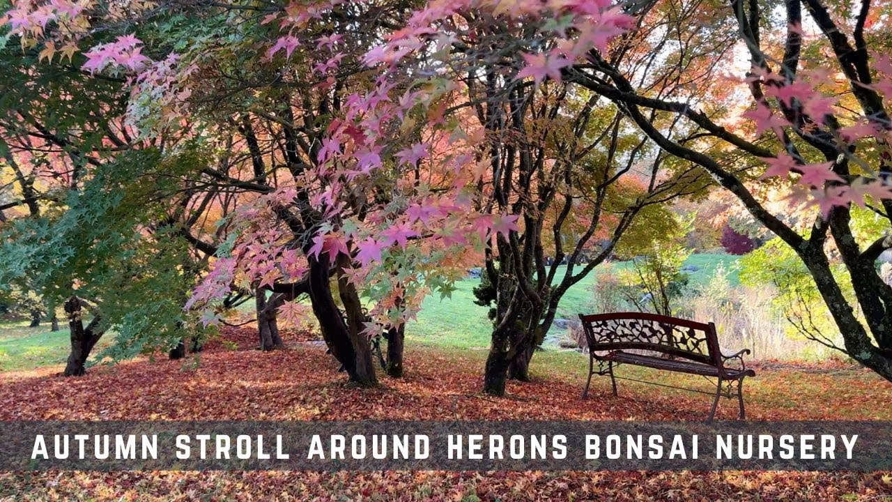 Autumn Stroll Around Herons Bonsai Nursery