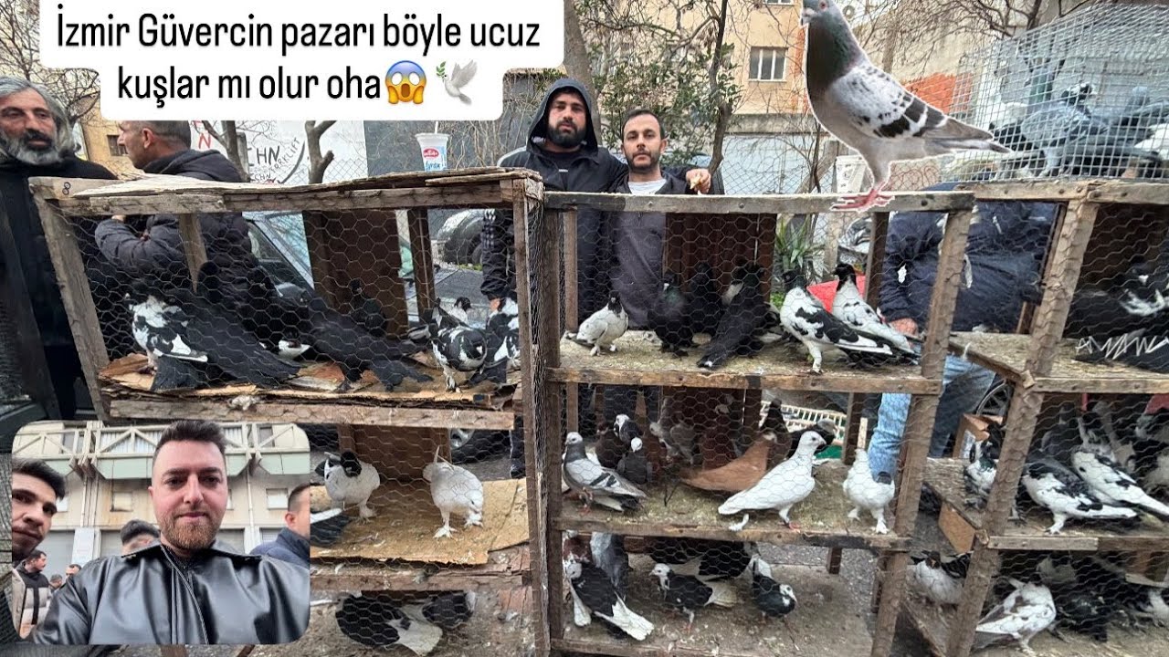 İzmir Güvercin pazarı kuşlar bu kadar mı ucuz olur şok oldum😱 🕊️ 😉