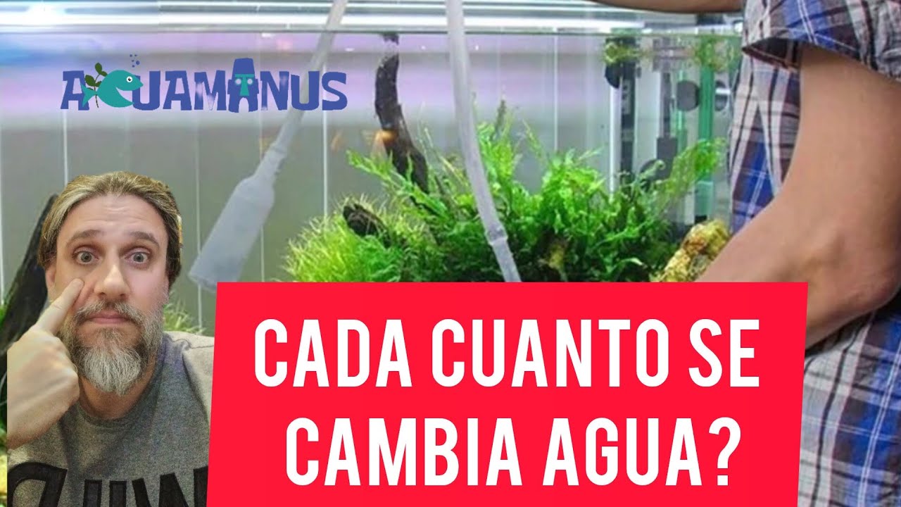 Cada cuanto se cambia agua en el acuario?