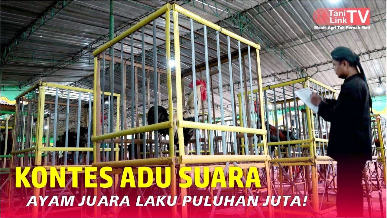 Liga Ayam Pelung, Kontes Adu Suara Ayam Pelung Terbesar di Jawa Tengah