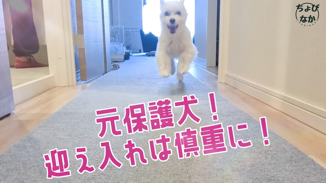 【分離不安症？】保護施設で出会ったマルチーズの日常♯114