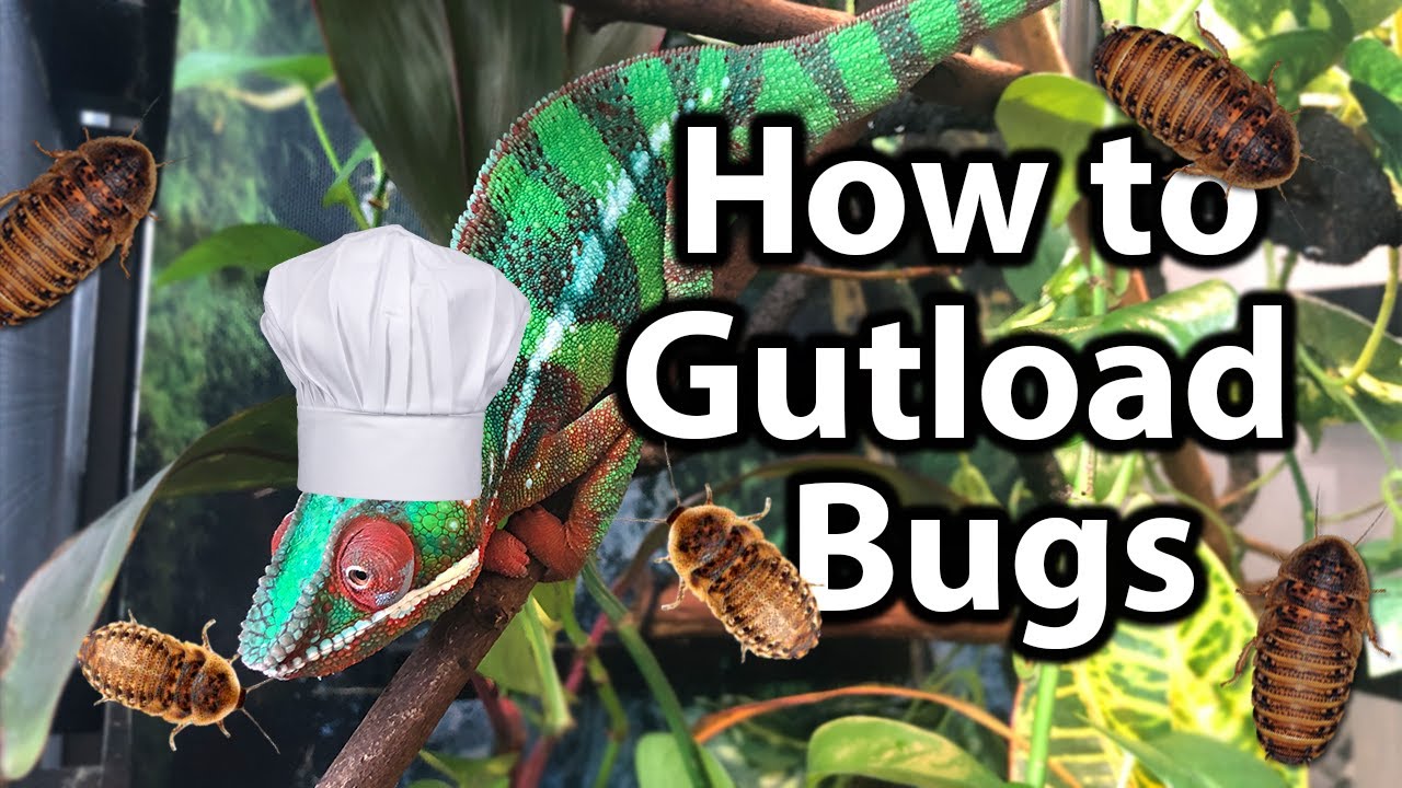 Как загрузить ошибки для хамелеона