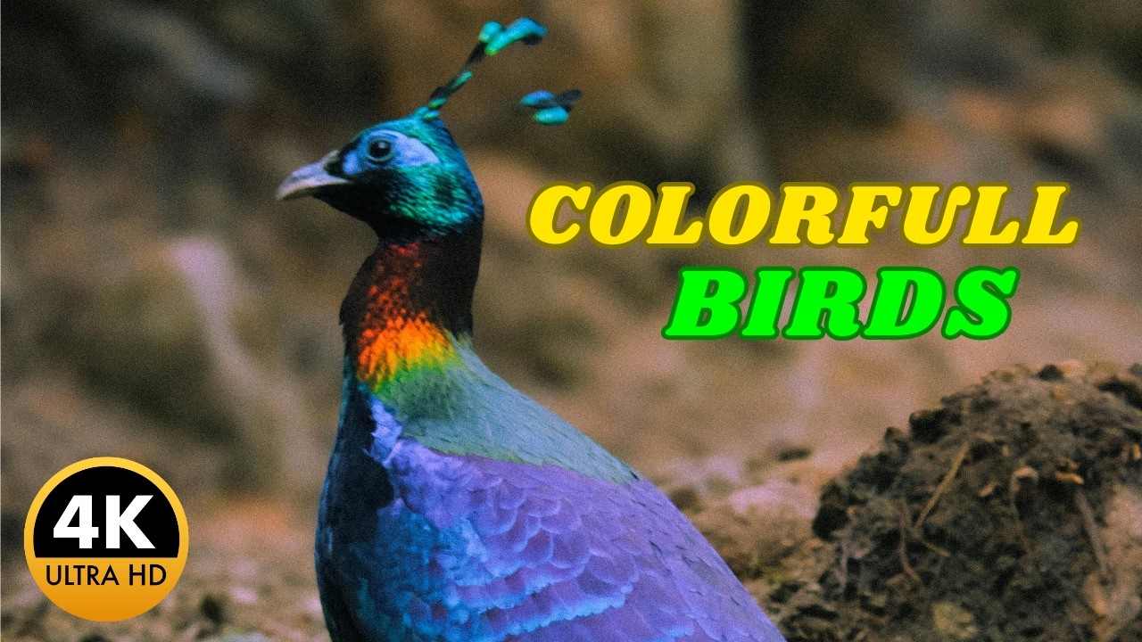 Most Stunning Colorful Birds in the World 🐦✨exotic birds#naturelovers #colourfulbirds