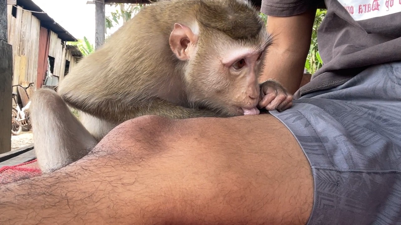 Zueii Monkey Gentle Tongue Grooming For My Thigh Muscle Relief ASMR