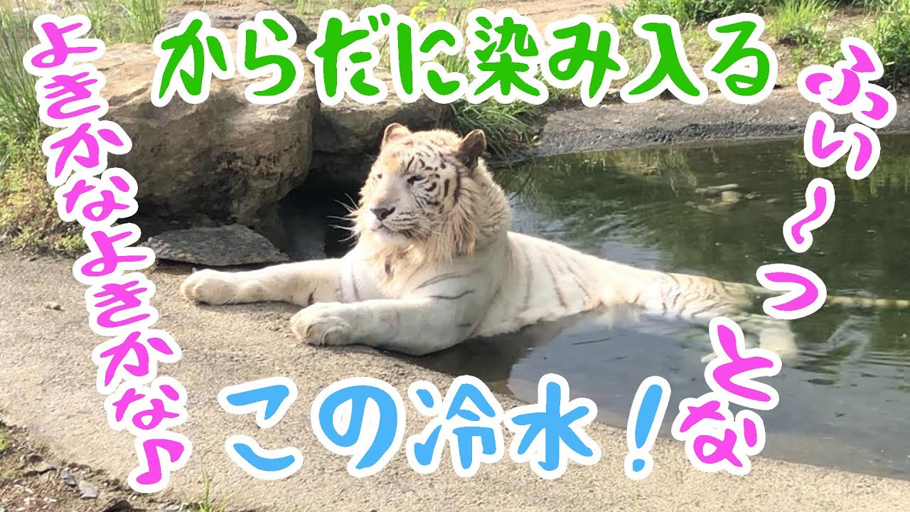 【 冷水浴 】ホワイトタイガーは冷たいのがお好き(個体名ビィエリ→ヴィエリです、ご指摘ありがとうございました。)
