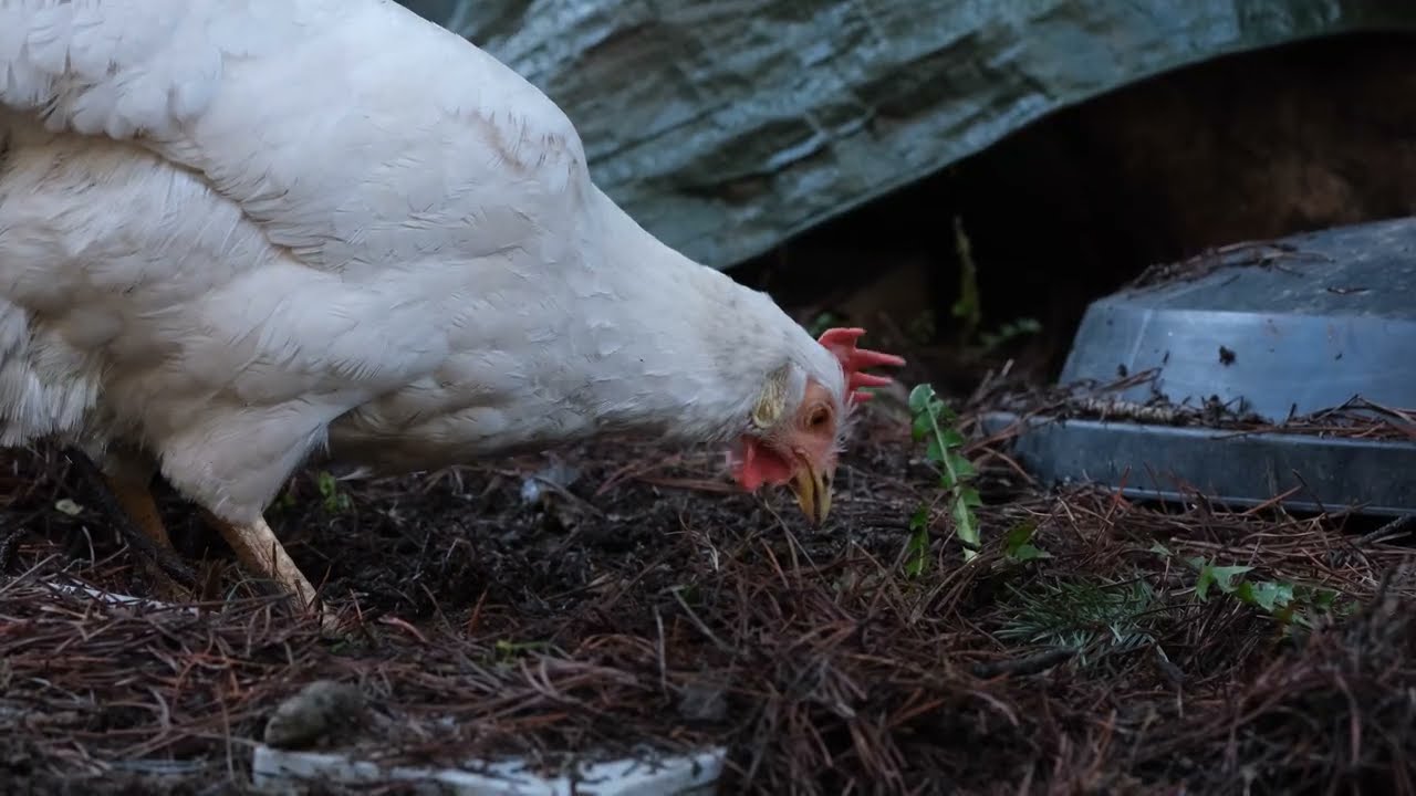 Backyard Chicken | Foraging and Dust Bathing | Chicken TV