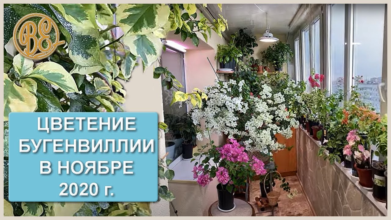 Цветение бугенвиллии в ноябре 2020 / bougainvillea bloom in November 2020
